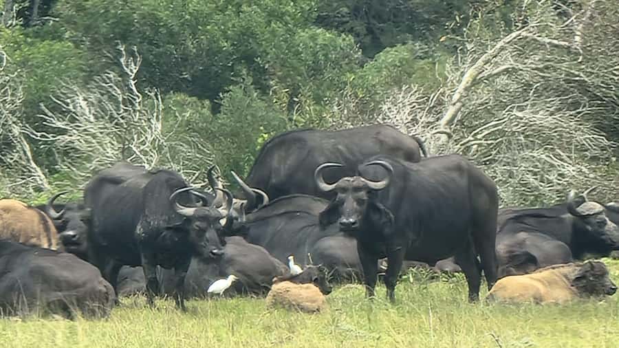 Port Elizabeth: Kragga Kamma Game Park Guided Tour - Name Meaning Matters: Place of Water and San Roots