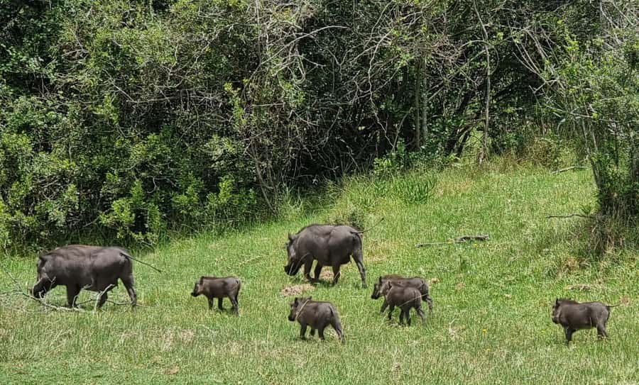 Port Elizabeth: Kragga Kamma Game Park Guided Tour - Binoculars, Bottle Water, and Small Comfort Wins