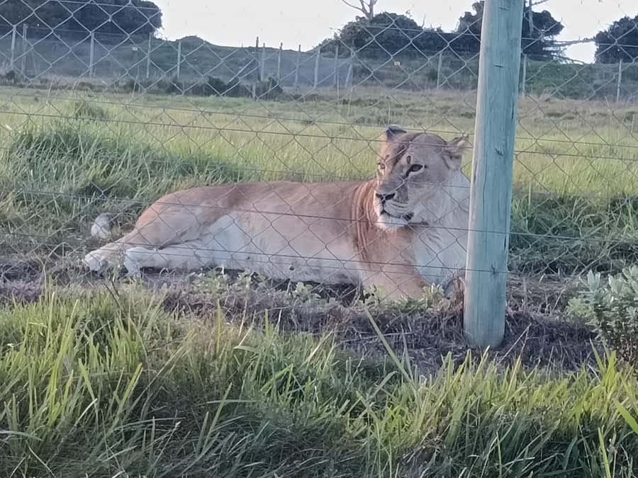 Port Elizabeth: Kragga Kamma Game Park Guided Tour - Price and Value: How $80 Fits With Expectations