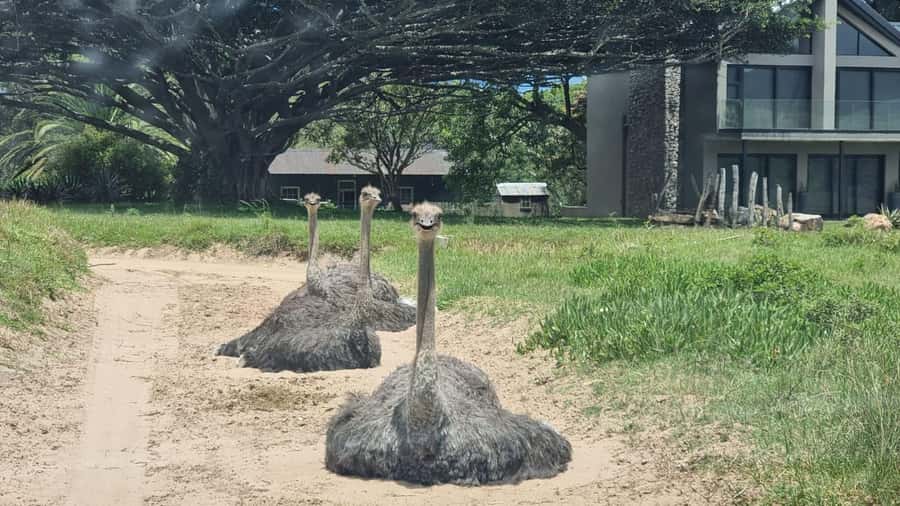 Port Elizabeth: Kragga Kamma Game Park Guided Tour - Who This Tour Suits Best