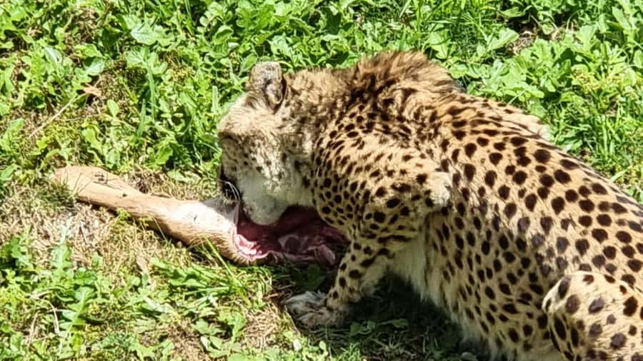 Port Elizabeth: Kragga Kamma Game Park Guided Tour - A Realistic Way to Approach Your Day