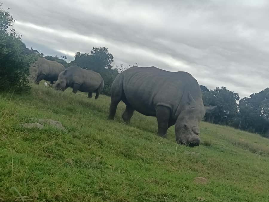 Port Elizabeth: Kragga Kamma Game Park Guided Tour - The Game Drive Experience Inside the Reserve