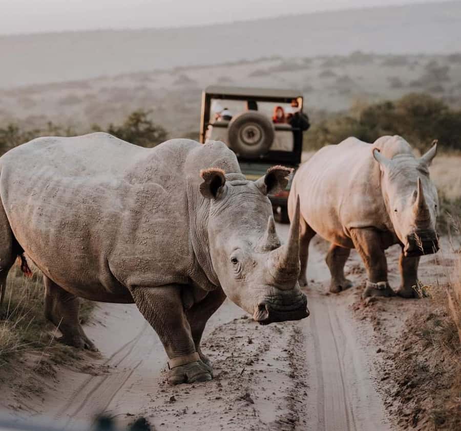 Port Elizabeth:Kragga Kamma Private game reserve safari - Key points that make this safari worth your time