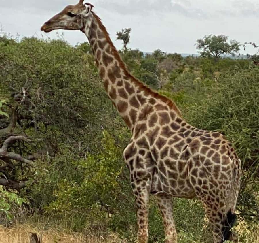 Port Elizabeth:Kragga Kamma Private game reserve safari - Port Elizabeth to Kragga Kamma: why this day trip is a smart fit