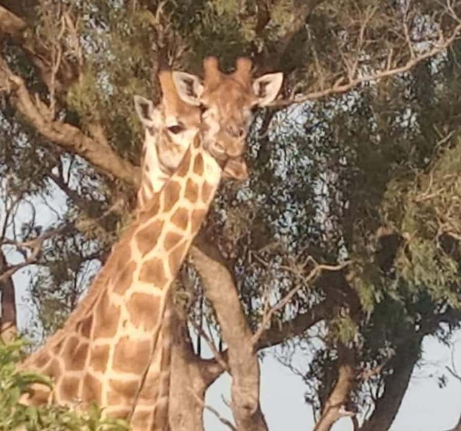Port Elizabeth:Kragga Kamma Private game reserve safari - The wildlife list you can plan around in 3 hours
