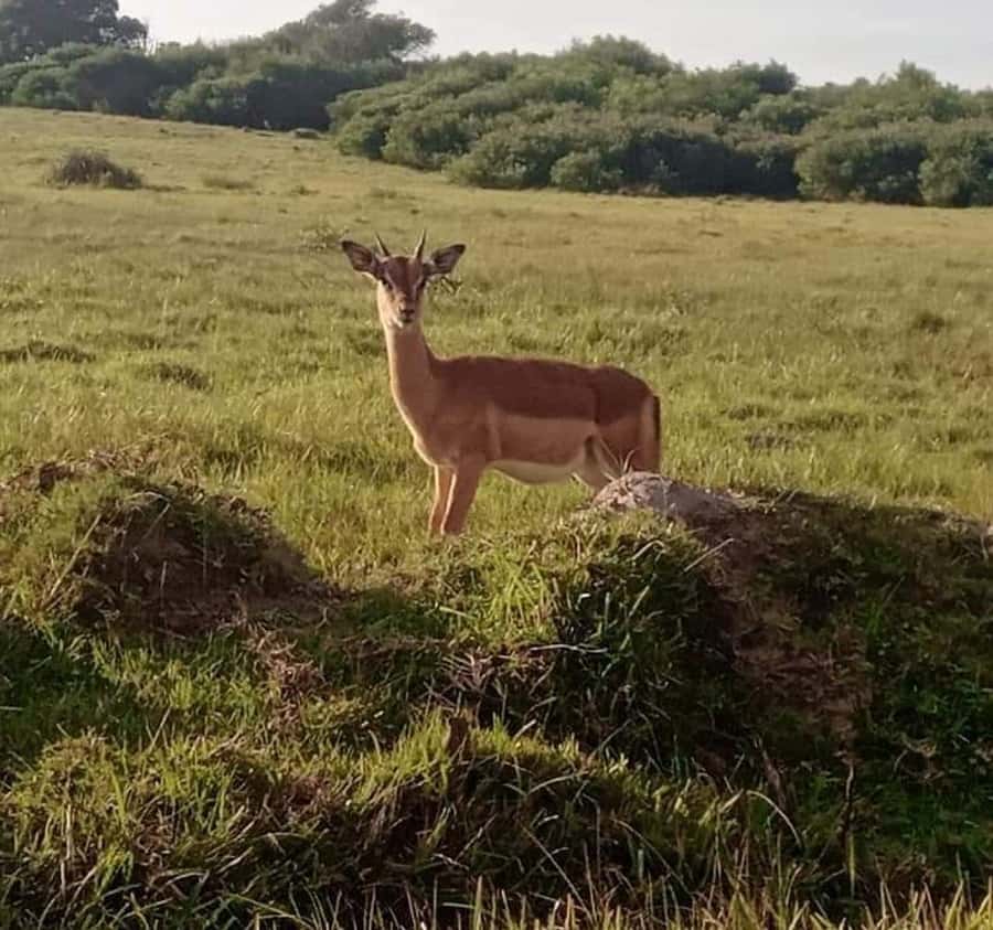 Port Elizabeth:Kragga Kamma Private game reserve safari - Getting more out of the guide and the small-reserve format