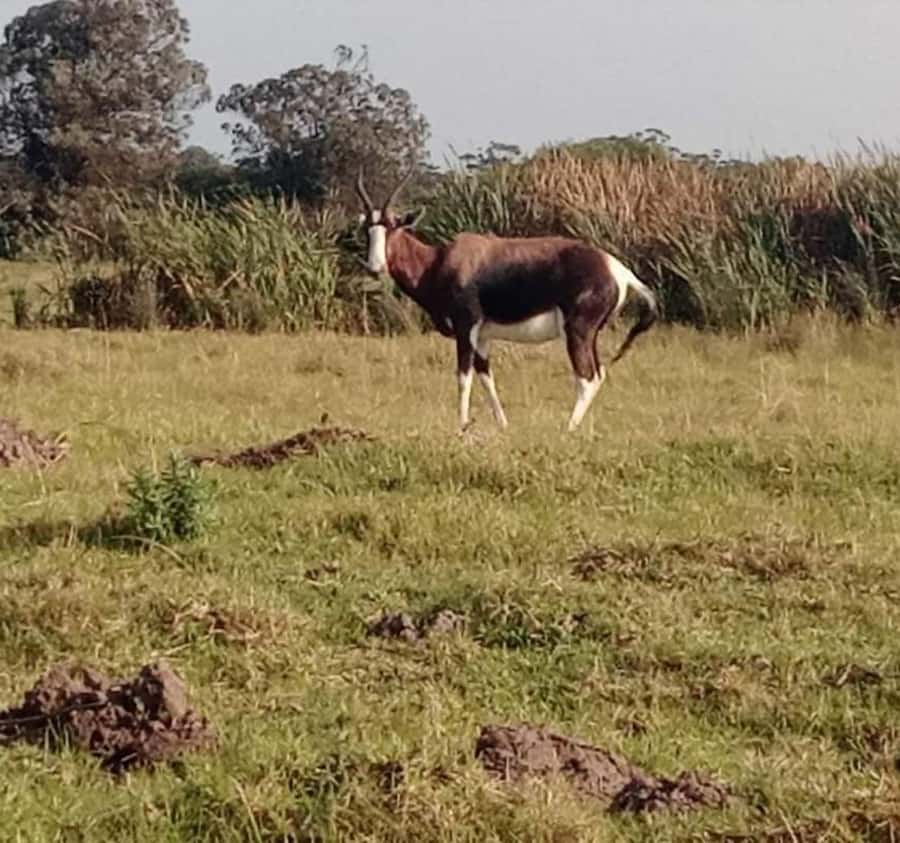 Port Elizabeth:Kragga Kamma Private game reserve safari - What you are really doing during those hours