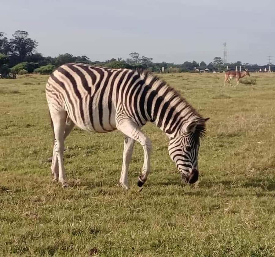 Port Elizabeth:Kragga Kamma Private game reserve safari - Food, water, and the practical stuff that keeps the day easy