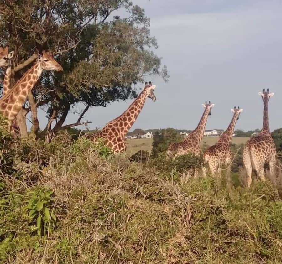 Port Elizabeth:Kragga Kamma Private game reserve safari - Photography and animal viewing tips for Kragga Kamma