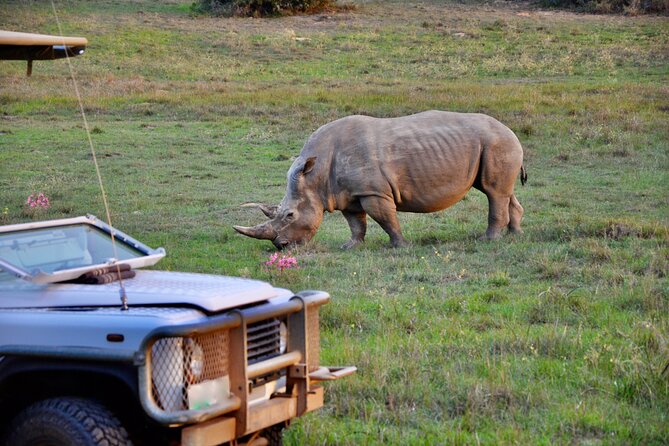 Port Elizabeth Safari and City Tour from Gqeberha - How This 8-Hour Gqeberha Day Mixes Coast Views, Art, and a Game Drive