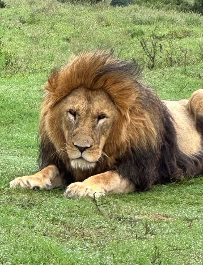 Port Elizabeth: Schotia Game Reserve Safari with Port Pickup - Schotia Private Game Reserve, Big 5 country near Addo