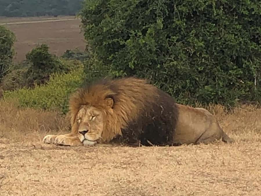 Port Elizabeth: Schotia Game Reserve Safari with Port Pickup - Open safari vehicle game drive: how to get the most from it