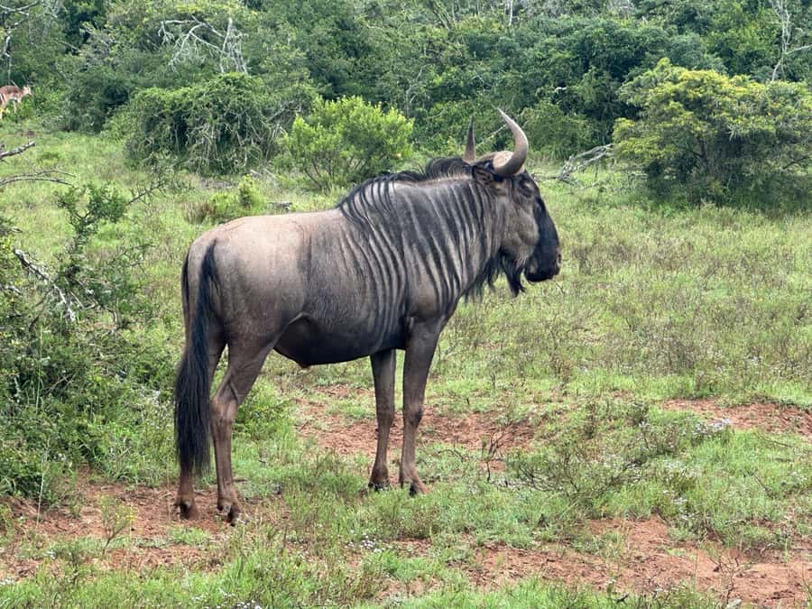 Port Elizabeth: Schotia Game Reserve Safari with Port Pickup - What guides like Donald and Norman do that changes your day