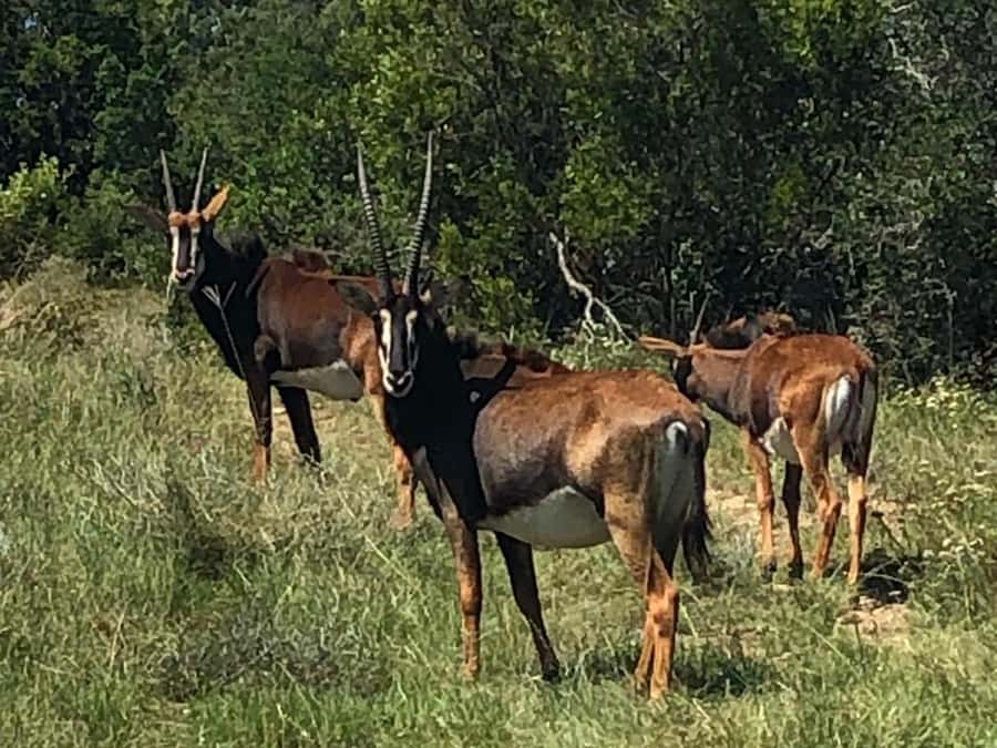 Port Elizabeth: Schotia Game Reserve Safari with Port Pickup - Who this safari suits best (and who should think twice)
