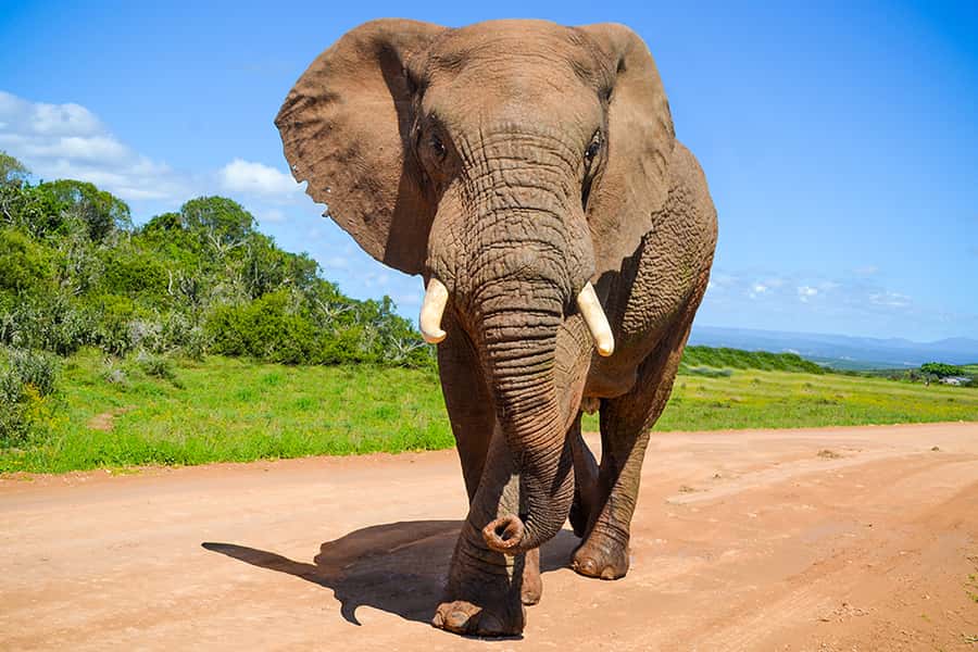 Port Elizabeth: Schotia Game Reserve Safari with Port Pickup - Port Elizabeth Harbor pickup: easy once you spot the right bus