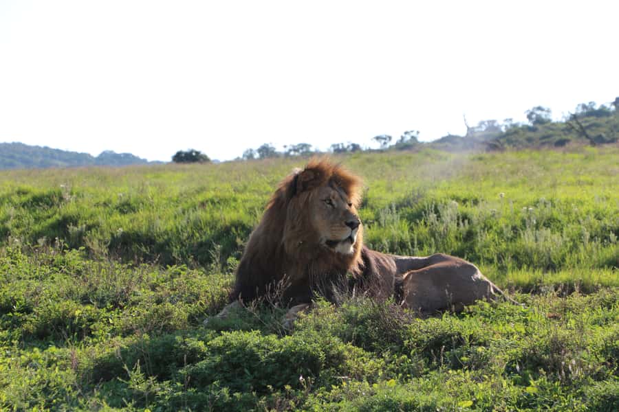Port Elizabeth: Schotia Private Game Reserve Safari - Key Things You’ll Notice on This Schotia Safari