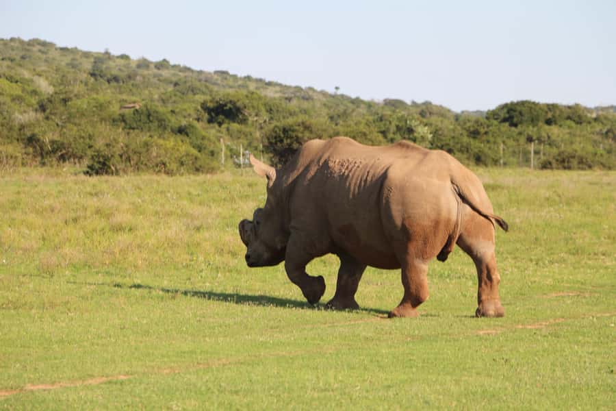 Port Elizabeth: Schotia Private Game Reserve Safari - Why Schotia Private Game Reserve Works So Well for a Half-Day Safari