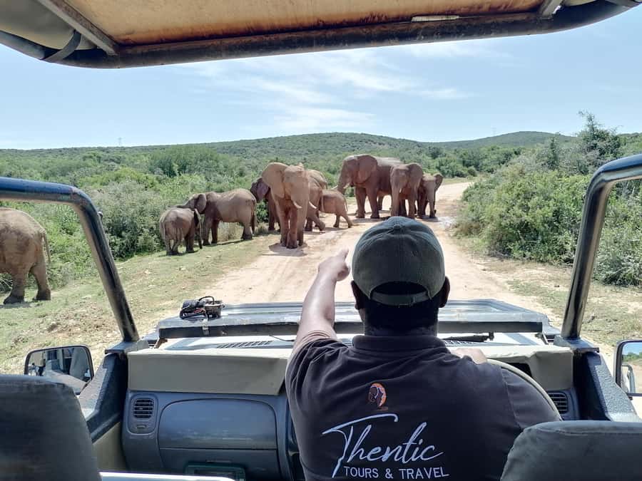 Port Elizabeth: Schotia Private Game Reserve Safari - Drive Two: Second Chances for the Big Moments