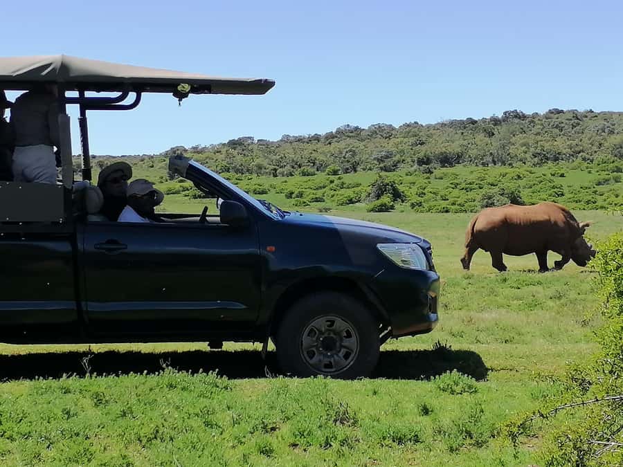Port Elizabeth: Schotia Private Game Reserve Safari - The Animals You Can Expect (and How to Set Realistic Expectations)