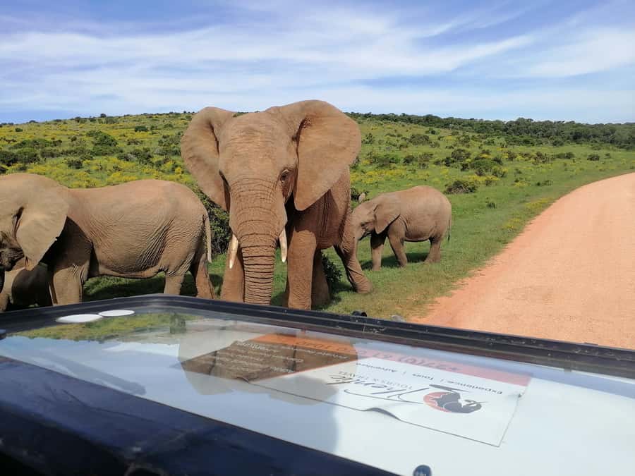 Port Elizabeth: Schotia Private Game Reserve Safari - What to Bring for Comfort, Photos, and Better Viewing