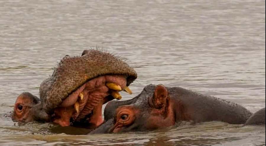 Port Elizabeth: Schotia Safaris Game Reserve Safari - Schotia Private Game Reserve Safari: Big Five focus near Addo