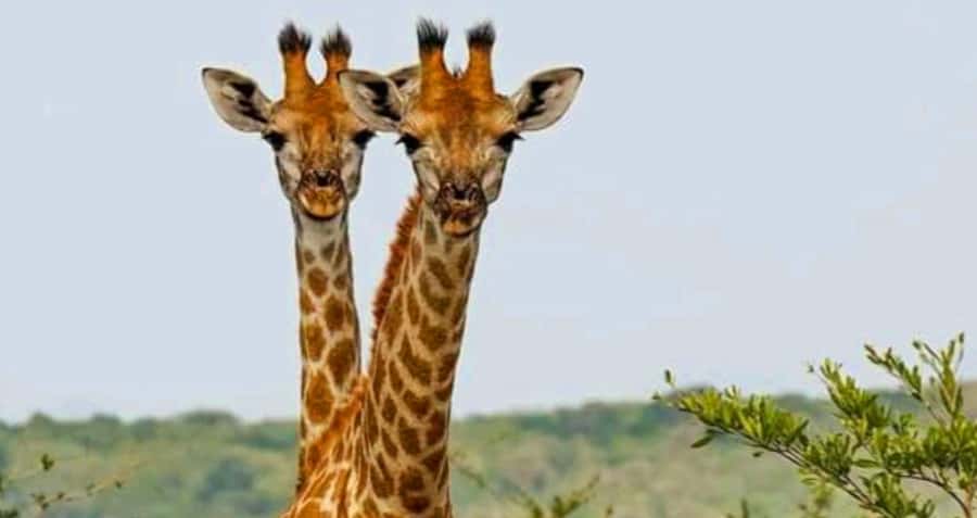 Port Elizabeth: Schotia Safaris Game Reserve Safari - Beyond the Big Five: giraffe, zebra, hippo, crocodile, birds, and antelope