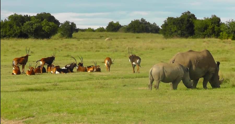 Port Elizabeth: Schotia Safaris Game Reserve Safari - What’s included, what to bring, and the no-drone rule