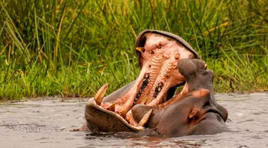 Port Elizabeth: Schotia Safaris Game Reserve Safari - Price and value: does $207 per person make sense?