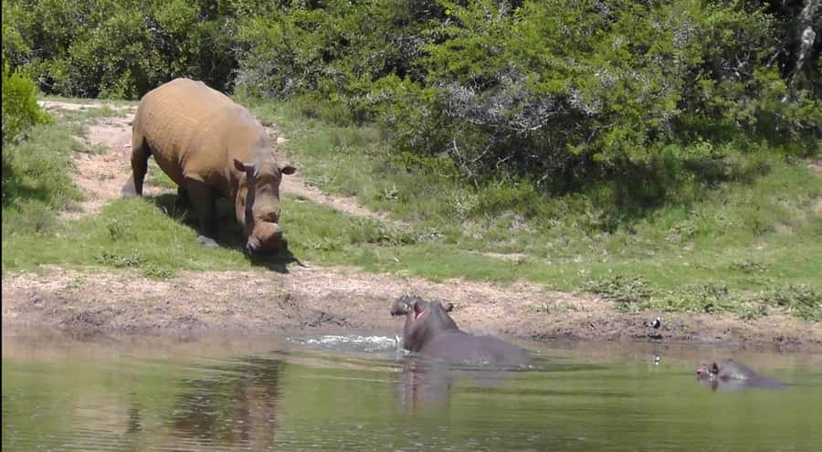 Port Elizabeth: Schotia Safaris Game Reserve Safari - Should you book the Port Elizabeth Schotia Safari?