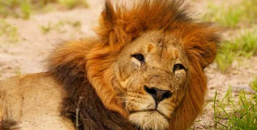Port Elizabeth: Schotia Safaris Game Reserve Safari - Timing and pace of a 5-hour safari from Port Elizabeth or Gqeberha