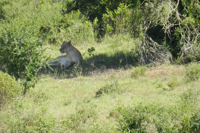 Port Elizabeth Shore Excursion: Addo Elephant Full Day Safari &"Braai"Lunch(BBQ) - Why Addo Elephant National Park is a smart Port Elizabeth shore excursion