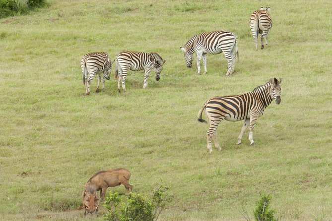 Port Elizabeth Shore Excursion: Addo Elephant Full Day Safari &"Braai"Lunch(BBQ) - From Cruise Terminal Gqeberha to Addo’s Southern Gate: how the day starts