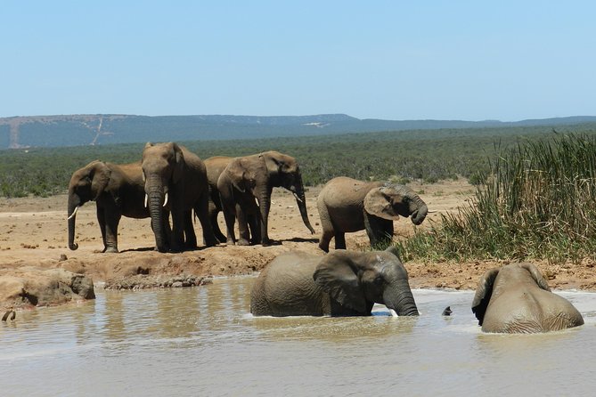 Port Elizabeth Shore Excursion: Addo Elephant Full Day Safari &"Braai"Lunch(BBQ) - Afternoon game drives and the 4:00 pm exit back to Port Elizabeth