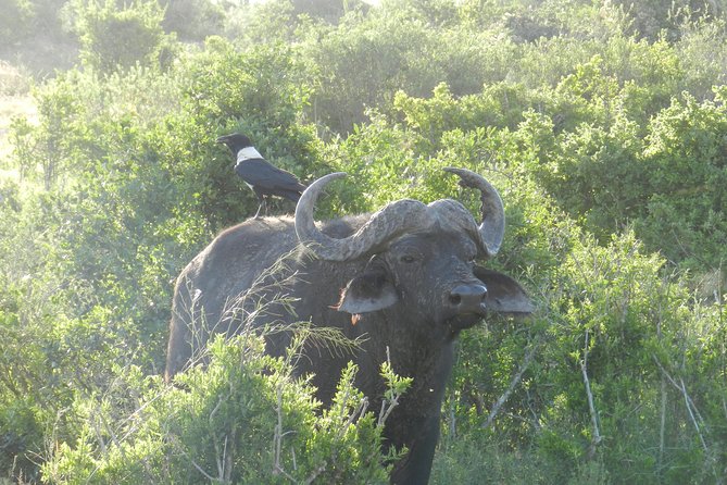 Port Elizabeth Shore Excursion: Addo Elephant Full Day Safari &"Braai"Lunch(BBQ) - 4x4 comfort, small-group attention, and photo-friendly stops