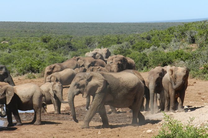 Port Elizabeth Shore Excursion: Addo Elephant Full Day Safari &"Braai"Lunch(BBQ) - Big Five chances, plus the Addo Big Seven connection