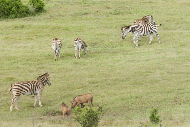 Port Elizabeth Shore Excursion: Addo Elephant Full Day Safari &"Braai"Lunch(BBQ) - Price and value: what you’re really paying for at $172.87