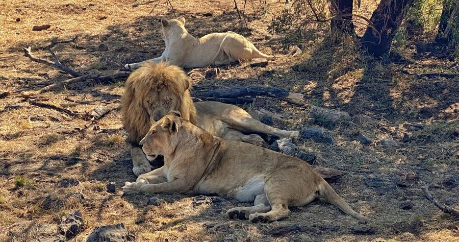 Pretoria: Pretoria City and Lion Park Tour - Guides and Rangers: How Names Like Sipho, Thabang, Pule, Carson, and Dusty Change the Day