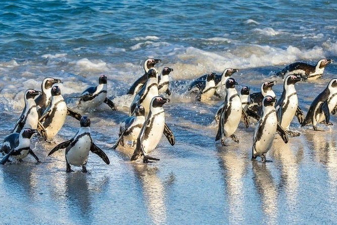 Private 2-Day Cape Town Highlights: Robben Island,Table Mountain Tickets & Wine - Boulders Beach Penguins: Walk the Boardwalk and Let Them Steal the Show