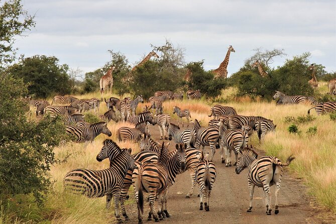 Private 4x4 Safari Tour in Kruger National Park - Getting to Kruger: Hoedspruit pickup and an open 4x4 setup