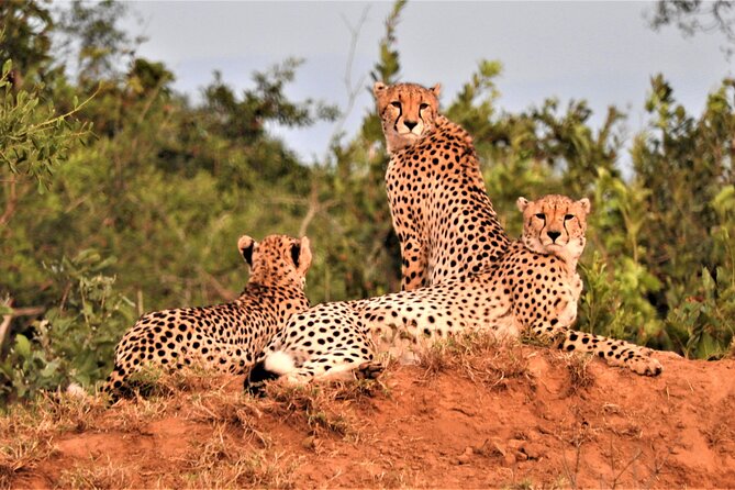 Private 4x4 Safari Tour in Kruger National Park - Your full day in Kruger: how the safari actually plays out