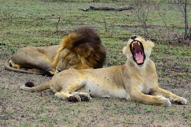 Private 5-Day Overnight Safari In Kruger Park from Skukuza Airport - Key things that make this safari work