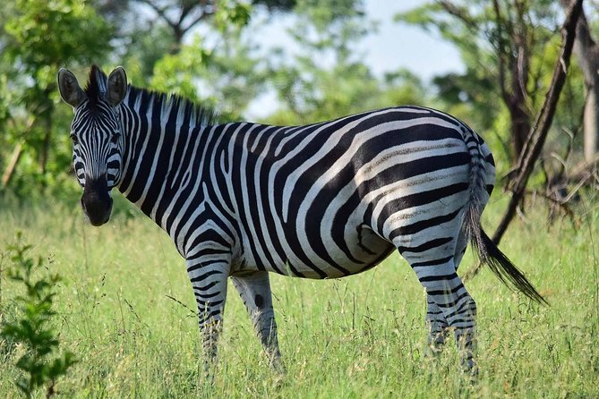 Private 5-Day Overnight Safari In Kruger Park from Skukuza Airport - Skukuza Airport to Kruger, the smart shortcut
