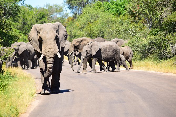 Private 5-Day Overnight Safari In Kruger Park from Skukuza Airport - Where you sleep: inside Kruger or just outside, by season