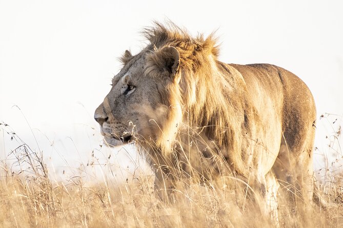 Private 5-Hour Lion Park Tour from Johannesburg or Pretoria - Key highlights to know before you go