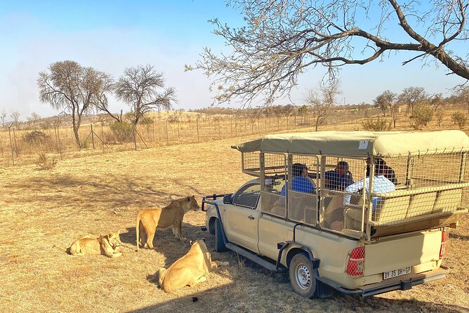 Private 5-Hour Lion Park Tour from Johannesburg or Pretoria - Cub World baby lions, then giraffes and ostriches
