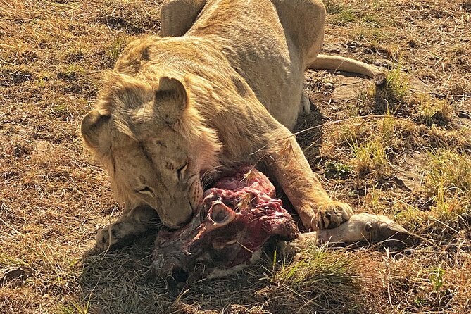 Private 5-Hour Lion Park Tour from Johannesburg or Pretoria - What to bring for a smooth 5-hour safari day