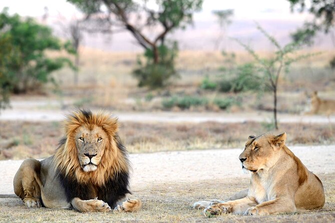 Private 5-Hour Lion Park Tour from Johannesburg or Pretoria - Lions first: white lions and how to get the best animal viewing