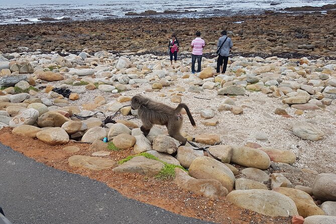 Private Cape of Good Hope and Penguins Full-Day (Sightseeing Guided) - Cape Point Nature Reserve: Cape Floral Kingdom and Lighthouse Options