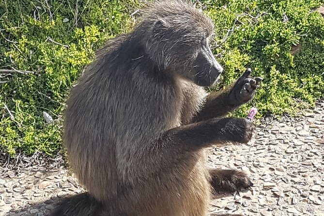 Private Cape of Good Hope and Penguins Full-Day (Sightseeing Guided) - False Bay Stops, Navy Base Area, and Blue Flag Beach Huts