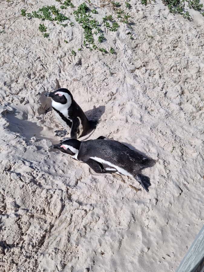 Private Cape of Good Hope and Penguins Full-Day Tour - Private Cape Peninsula time, with a guide who actually makes the day